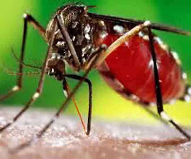 देहरादून के बाद अब इन जनपदों में चलेगा डेंगू की रोकथाम के लिए महाअभियान..